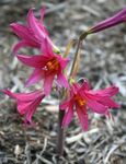 Photo Oxblood lily, schoolhouse lily, pink