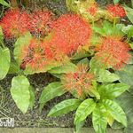Photo Torch Lily, Blood Lily, Paintbrush Lily, Football Lily, Powderpuff Lily, Fireball Lily, red