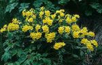 Photo Arnebia, yellow