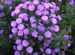 Photo Aster, lilac