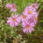 Photo New England aster, pink