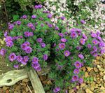 Photo New England aster, lilac