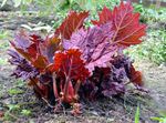 Photo Rhubarb, Pieplant, Da Huang, burgundy,claret Leafy Ornamentals