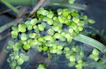 Photo Duckweed, light green Aquatic Plants
