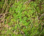 Photo Spring meadow spikemoss, Swiss clubmoss, green Ferns