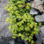Photo Golden saxifrage, light green Leafy Ornamentals