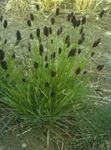 Photo Blue Moor-grass, green Cereals