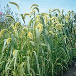 Photo Foxtail Millet, green Cereals