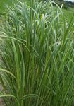 Photo Spartina, Prairie Cord Grass, light green Cereals