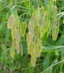 Photo Spangle grass, Wild oats, Northern Sea Oats, green Cereals