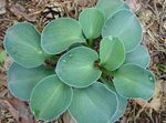 Photo Plantain lily, light blue Leafy Ornamentals