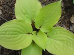 Photo Plantain lily, light green Leafy Ornamentals
