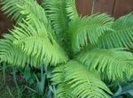 Photo Male fern, Buckler fern, Autumn Fern, light green 