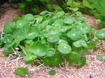 Photo Whorled, Water Pennywort, Dollarweed, Manyflower Marsh Pennywort, green Aquatic Plants