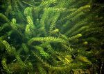 Photo Anacharis, Canadian Elodea, American Waterweed, Oxygen Weed, green Aquatic Plants