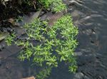 Photo Water-Starwort, green Aquatic Plants