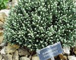 Photo Helichrysum, Curry Plant, Immortelle, green Leafy Ornamentals