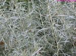 Photo Helichrysum, Curry Plant, Immortelle, silvery Leafy Ornamentals