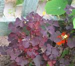 Photo Wood Sorrel, Whitsun Flower, Green Snob, Sleeping Beauty, burgundy,claret Leafy Ornamentals