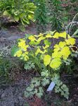 Photo Double Columbine, yellow Leafy Ornamentals