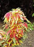 Photo Joseph’s coat, Fountain plant, Summer Poinsettia, Tampala, Chinese Spinach, Vegetable Amaranth, Een Choy, multicolor Leafy Ornamentals