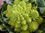 Photo Flowering Cabbage, Ornamental Kale, Collard, Cole, light green 