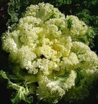 Photo Flowering Cabbage, Ornamental Kale, Collard, Cole, yellow 