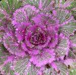 Photo Flowering Cabbage, Ornamental Kale, Collard, Cole, purple 