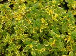 Photo Lemon Thyme, multicolor Leafy Ornamentals