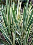 Photo Adam's Needle, Spoonleaf Yucca, Needle-Palm, multicolor Leafy Ornamentals