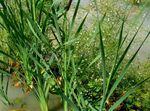 Photo Broadleaf Cattail, Bulrush, Cossack Asparagus, Flags, Reed Mace, Dwarf Cattail, Graceful Cattail, green Aquatic Plants