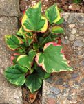 Photo Chameleon plant, multicolor Leafy Ornamentals