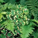 Photo Chameleon plant, multicolor Leafy Ornamentals