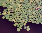 Photo Brasenia, Water Shield, light green Aquatic Plants