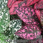 Photo Polka dot plant, Freckle Face, multicolor Leafy Ornamentals