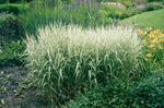 Reed Canary grass