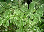 Photo Bishop's Weed, Goutweed, Ground Elder, multicolor Leafy Ornamentals