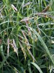 Photo Cheatgrass, green Cereals