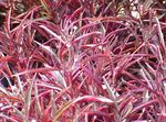 Photo Alternanthera, red Leafy Ornamentals