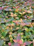 Photo Alternanthera, multicolor Leafy Ornamentals