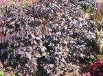 Photo Alternanthera, burgundy,claret Leafy Ornamentals