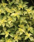 Photo False Nettle, Japanese Boehmeria, yellow Leafy Ornamentals