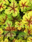 Photo Heucherella, Foamy Bells, multicolor Leafy Ornamentals