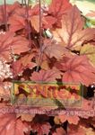Photo Heucherella, Foamy Bells, red Leafy Ornamentals