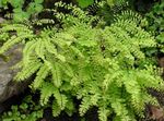 Photo Northern Maidenhair Fern, Five-finger fern, Five-fingered Maidenhair, American Maidenhair, light green 
