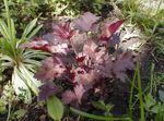 Photo Heuchera, Coral flower, Coral Bells, Alumroot, burgundy,claret Leafy Ornamentals