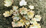 Photo Heuchera, Coral flower, Coral Bells, Alumroot, yellow Leafy Ornamentals