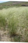 Photo Porcupine Grass, silvery Cereals