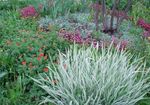 Photo Ribbon Grass, Reed Canary Grass, Gardener's Garters, multicolor Cereals