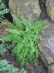 Photo Hay Scented Fern, green 